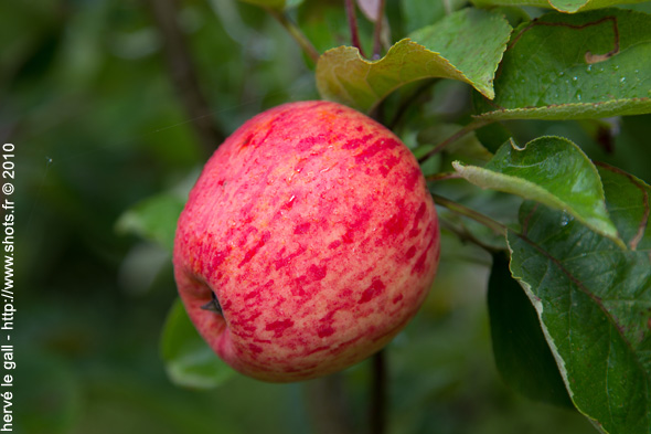 passe-pomme-douarnenez-2010