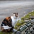 le-chat-sur-le-mur-par-herve-le-gall-2011