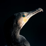 cormoran par serge jolivel photographe