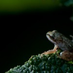 jeune-grenouille-rousse-par-serge-jolivel-2012 jeune grenouille rousse par serge jolivel photographe animalier en bretagne