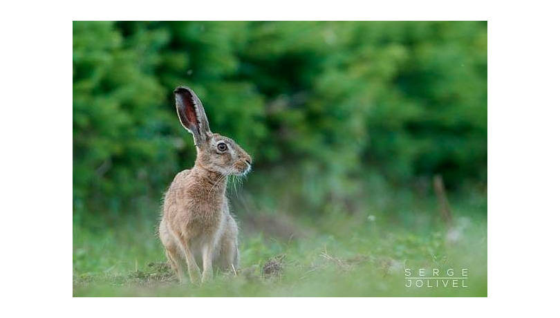 photo animalière le lièvre par Serge Jolivel