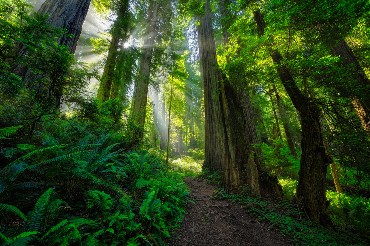 nikkor 14-24mm f/2,8 S photo nature